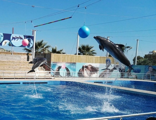 Antalya Dolphin Show